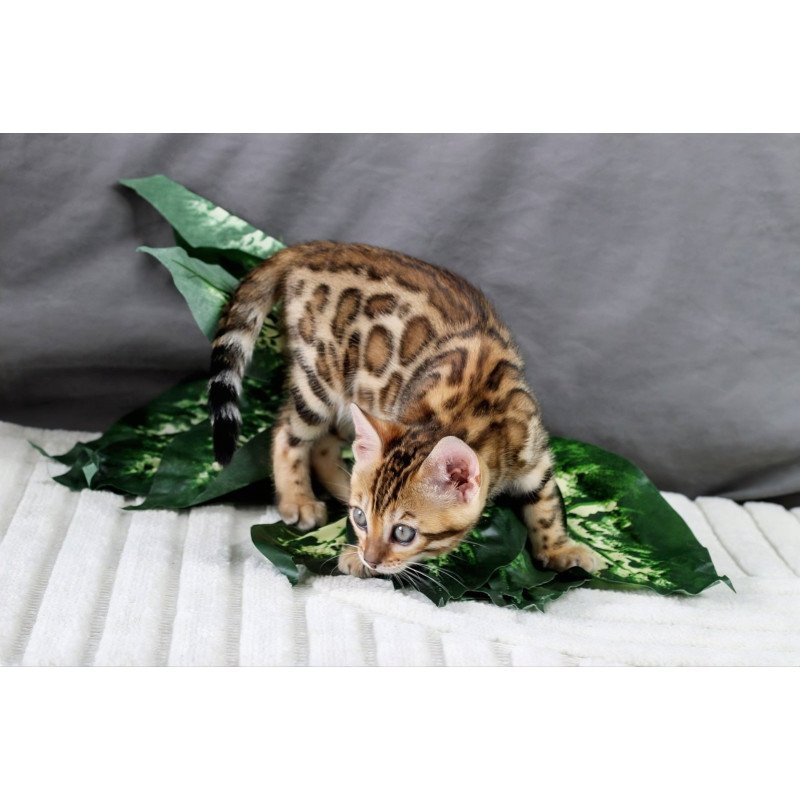 Bengal NOV Queen