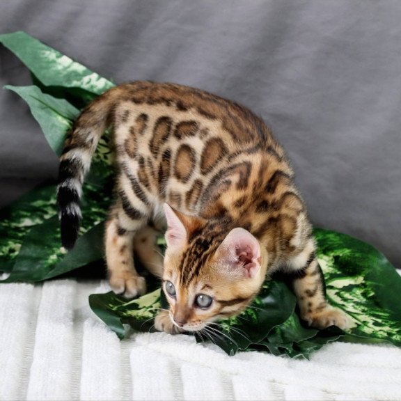 Bengal NOV Queen