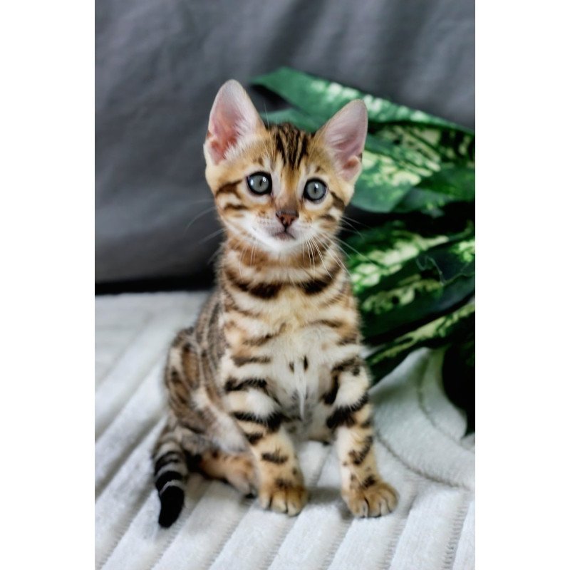 Bengal NOV Queen