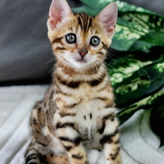 Bengal NOV Queen