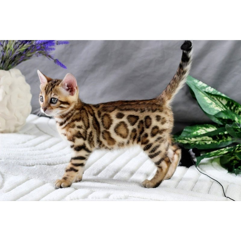 Bengal NOV Queen