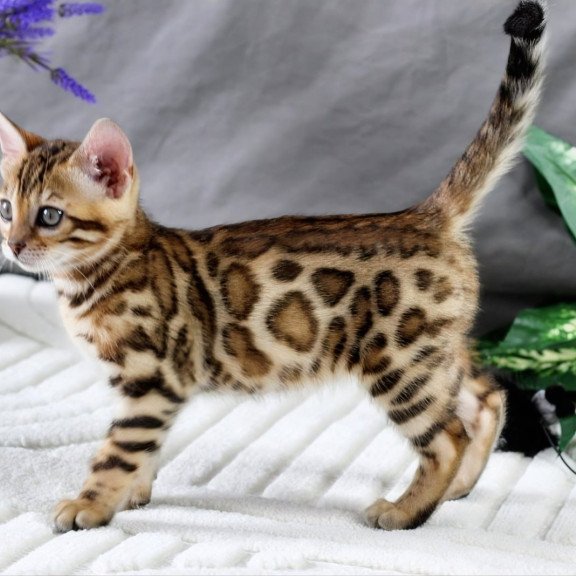 Bengal NOV Queen