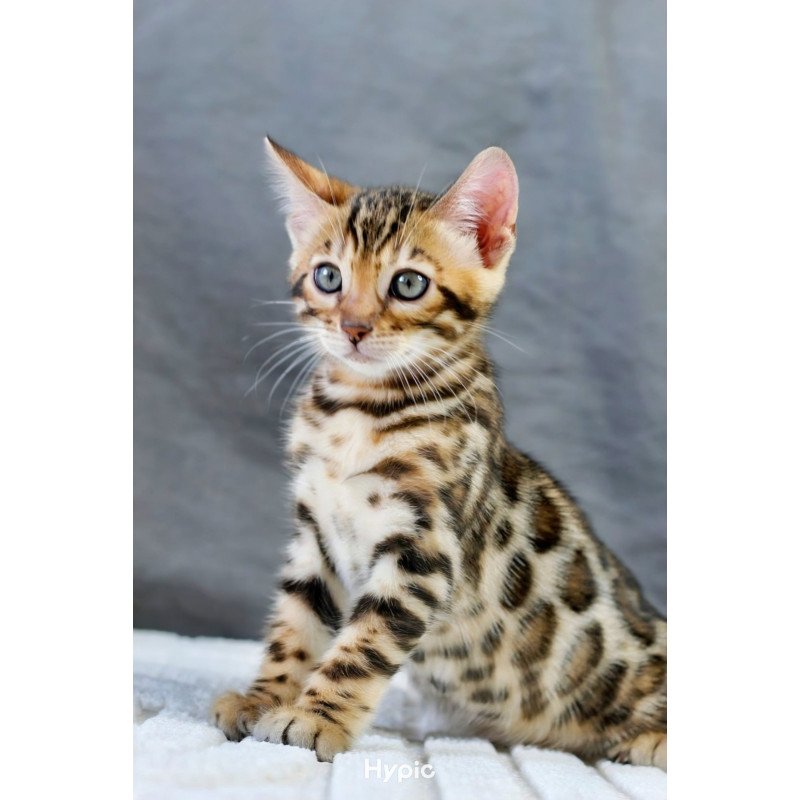 Bengal NOV Quentin