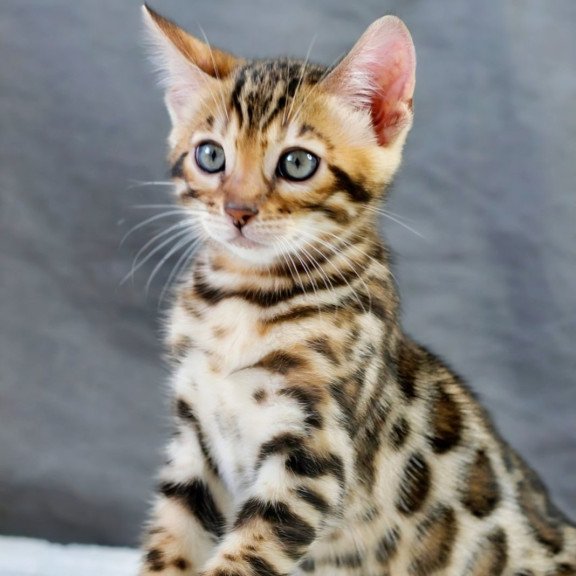 Bengal NOV Quentin