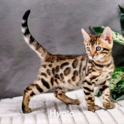 Bengal NOV Quentin