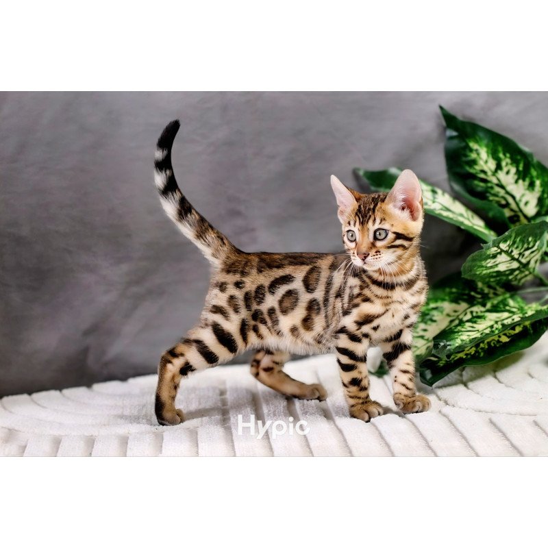 Bengal NOV Quentin