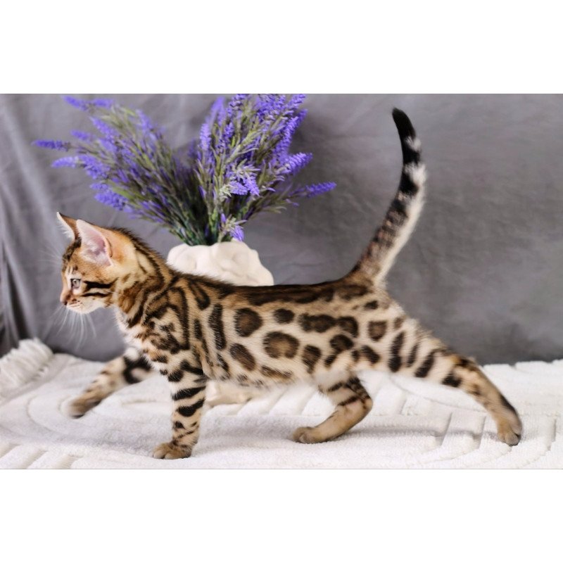 Bengal NOV Quentin