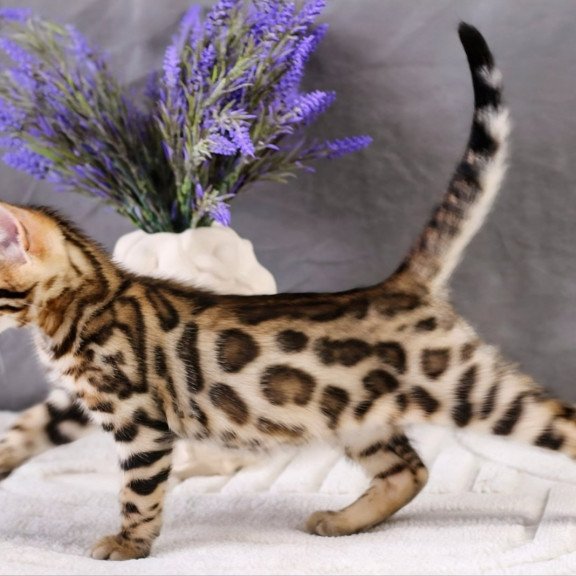 Bengal NOV Quentin