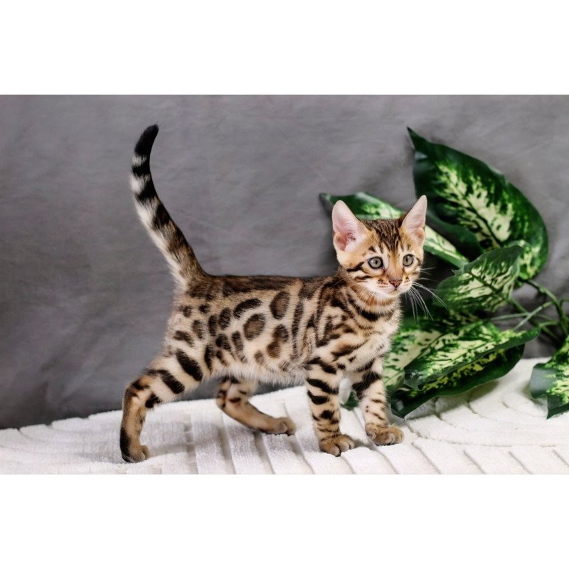 Bengal NOV Quentin