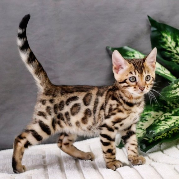 Bengal NOV Quentin