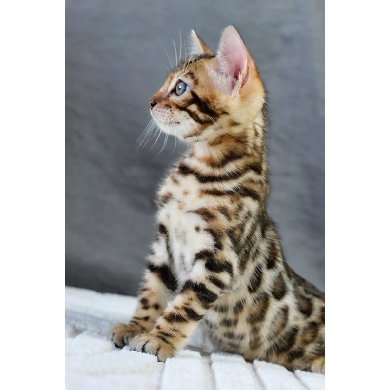 Bengal NOV Quentin