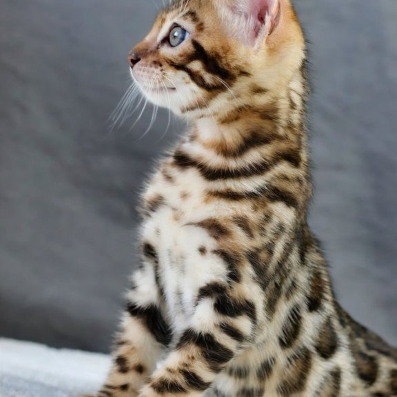 Bengal NOV Quentin