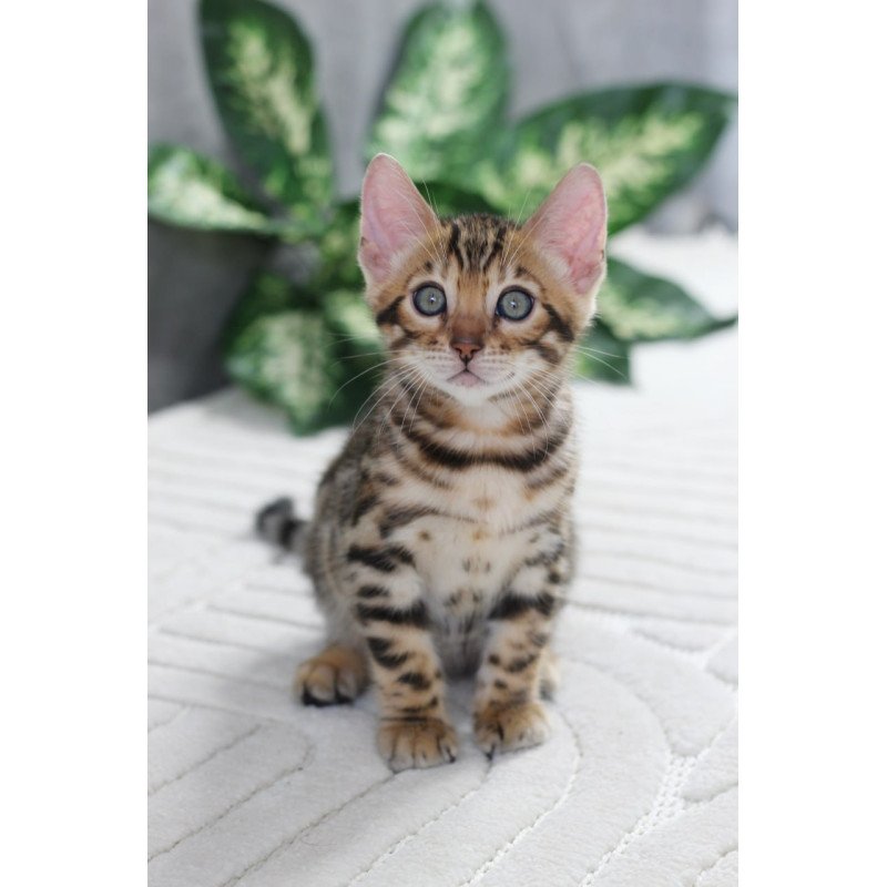 Bengal NOV Quentin