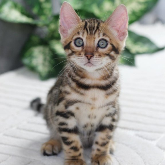 Bengal NOV Quentin