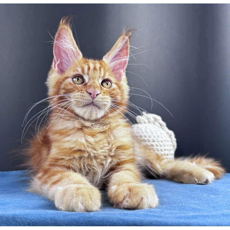 Maine Coon NOV Sirius Emberstar