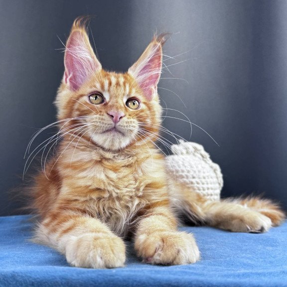 Maine Coon NOV Sirius Emberstar
