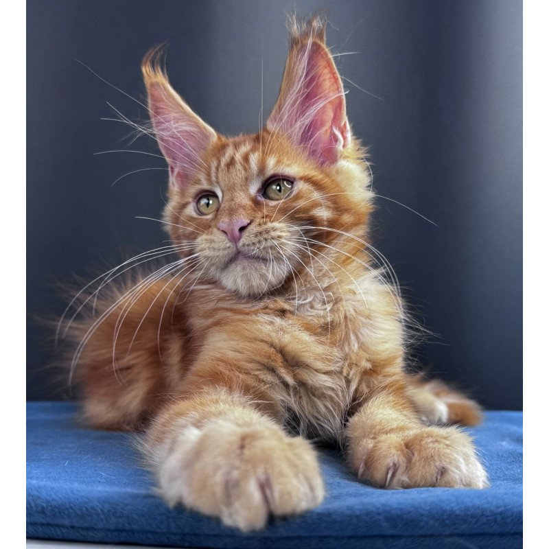 Maine Coon NOV Sirius Emberstar