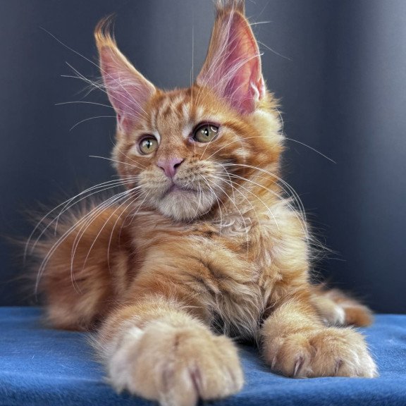Maine Coon NOV Sirius Emberstar