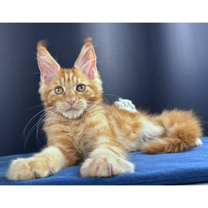 Maine Coon NOV Sirius Emberstar