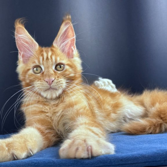 Maine Coon NOV Sirius Emberstar