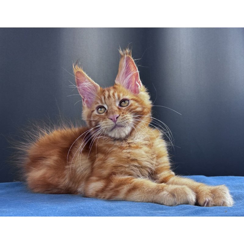 Maine Coon NOV Sirius Emberstar
