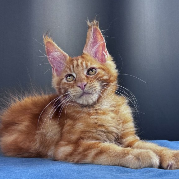 Maine Coon NOV Sirius Emberstar
