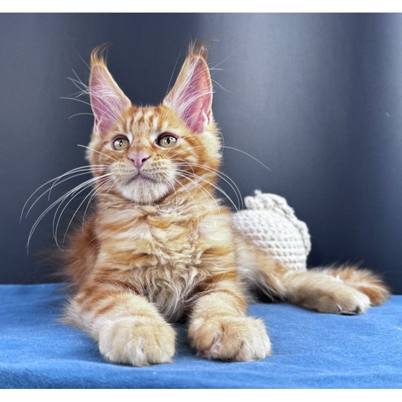 Maine Coon NOV Sirius Emberstar