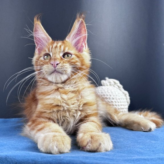 Maine Coon NOV Sirius Emberstar
