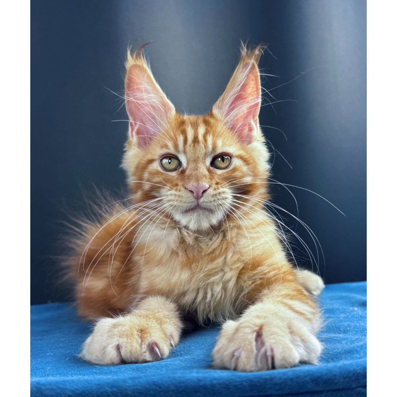 Maine Coon NOV Sirius Emberstar