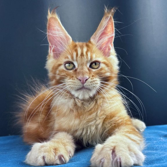 Maine Coon NOV Sirius Emberstar