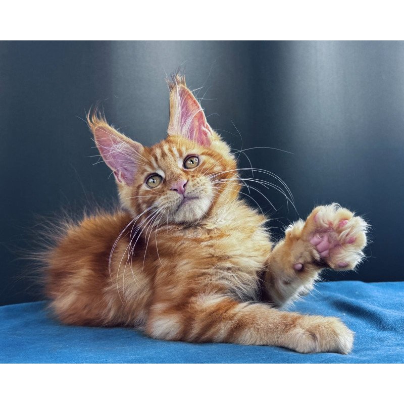 Maine Coon NOV Sirius Emberstar