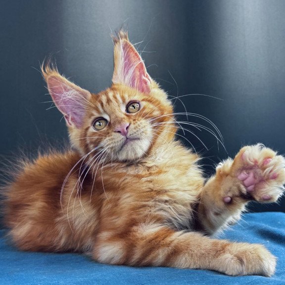 Maine Coon NOV Sirius Emberstar