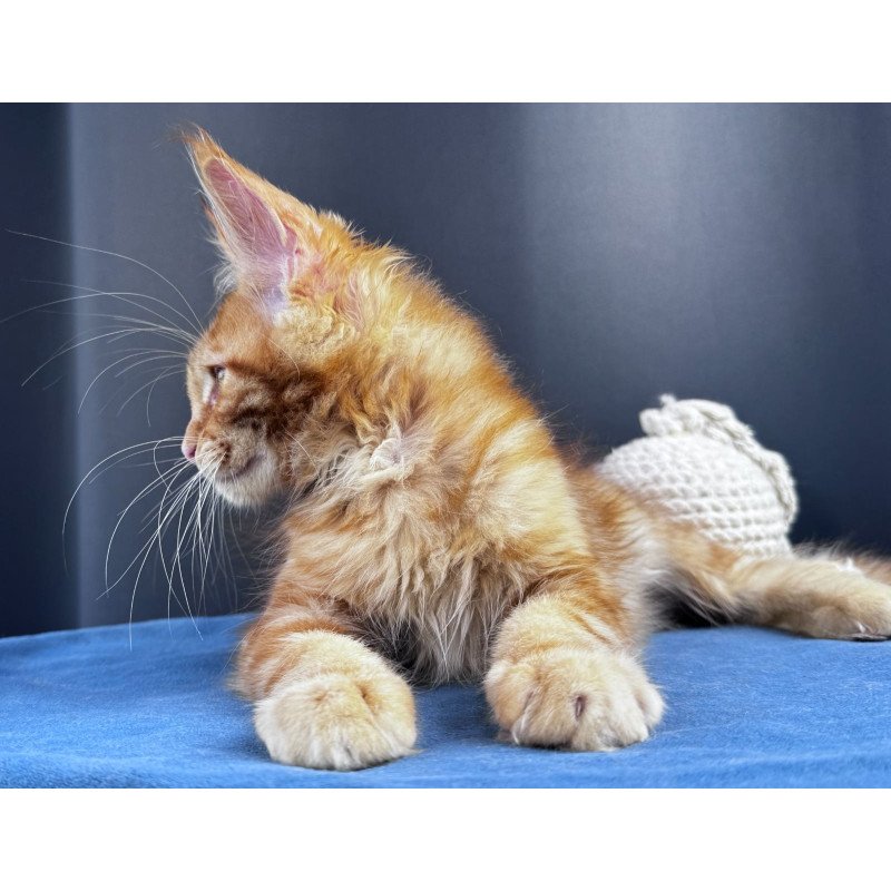 Maine Coon NOV Sirius Emberstar