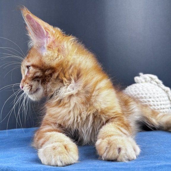 Maine Coon NOV Sirius Emberstar