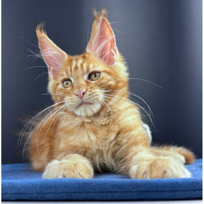 Maine Coon NOV Sirius Emberstar