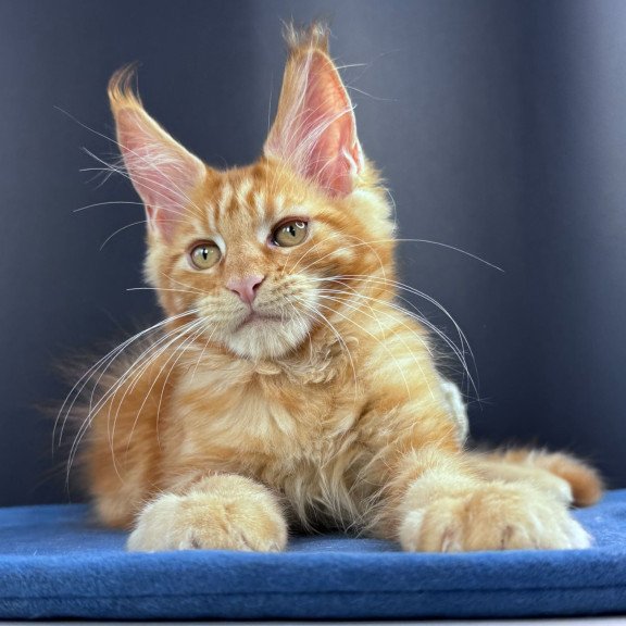 Maine Coon NOV Sirius Emberstar