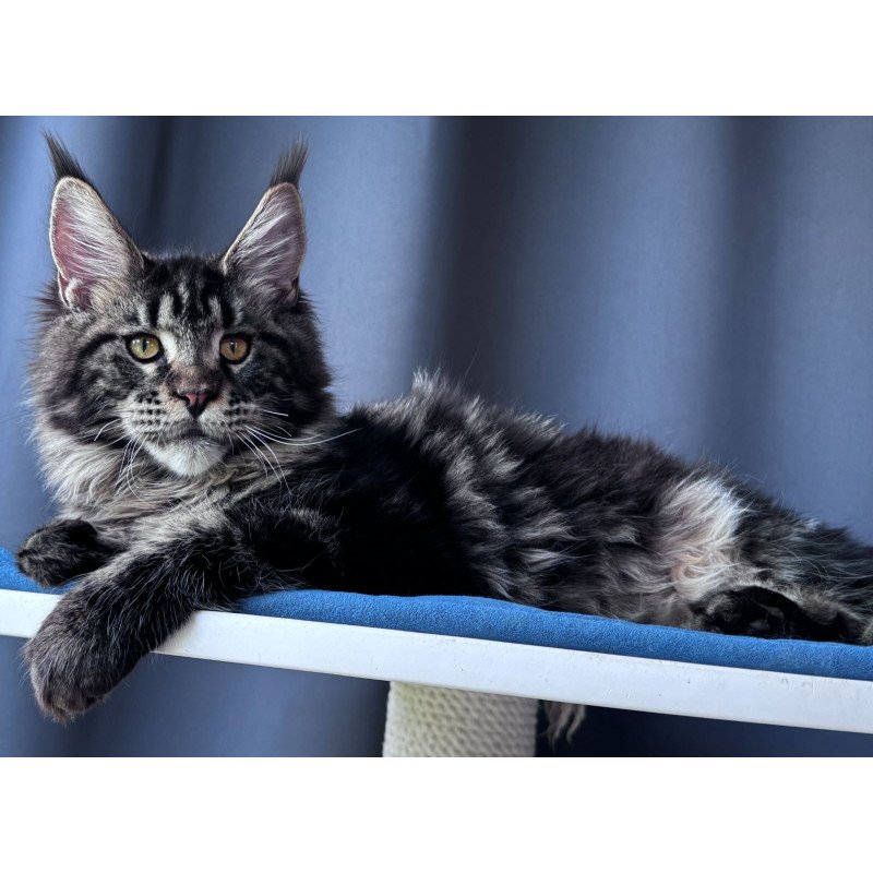 Maine Coon NOV Noelle