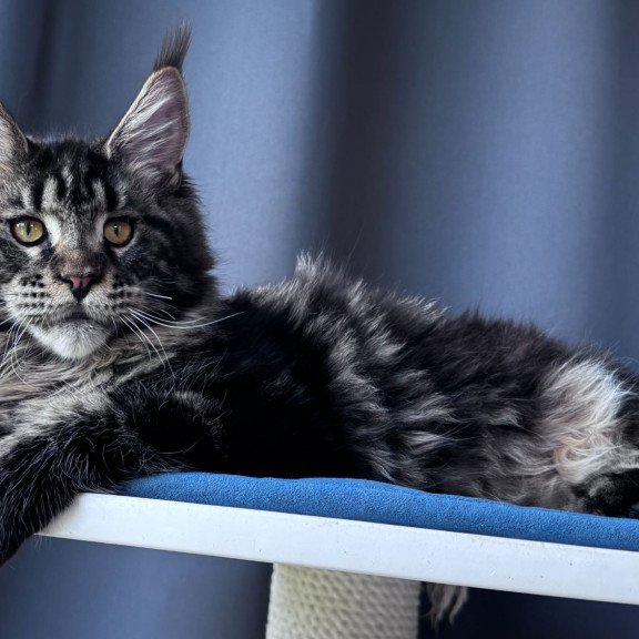 Maine Coon NOV Noelle