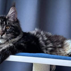 Maine Coon NOV Noelle