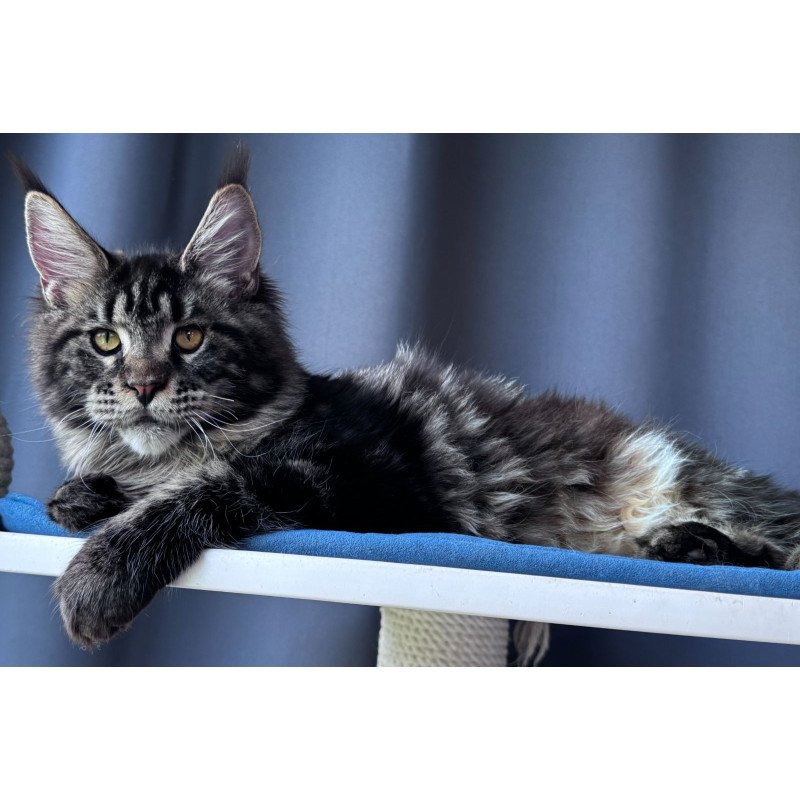 Maine Coon NOV Noelle