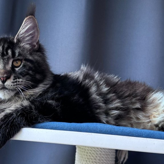 Maine Coon NOV Noelle