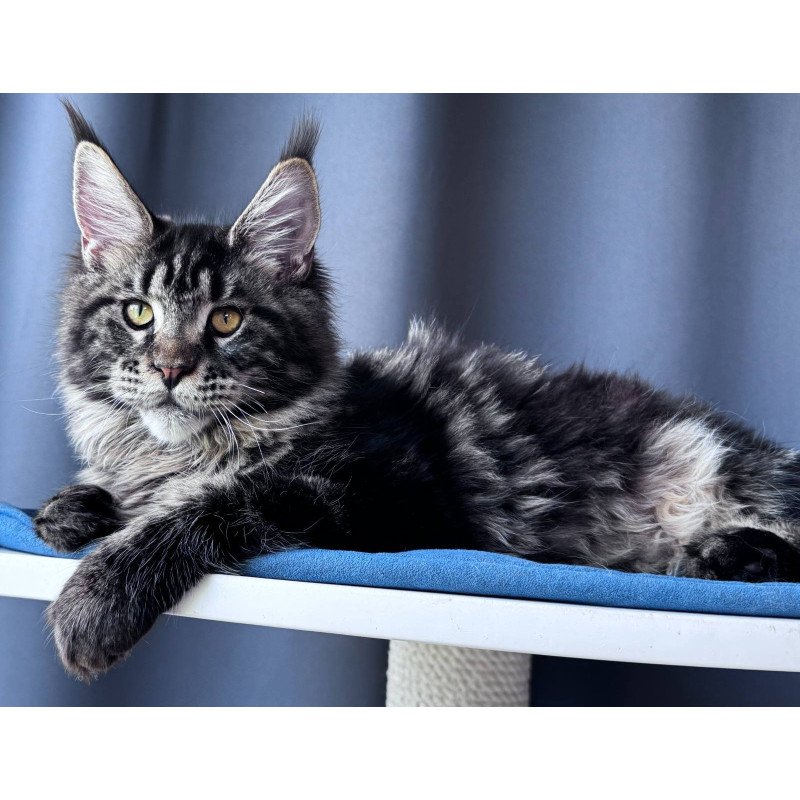 Maine Coon NOV Noelle