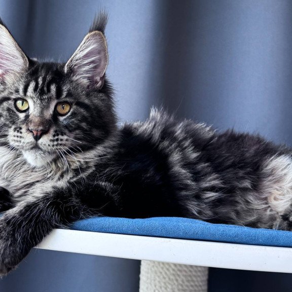 Maine Coon NOV Noelle