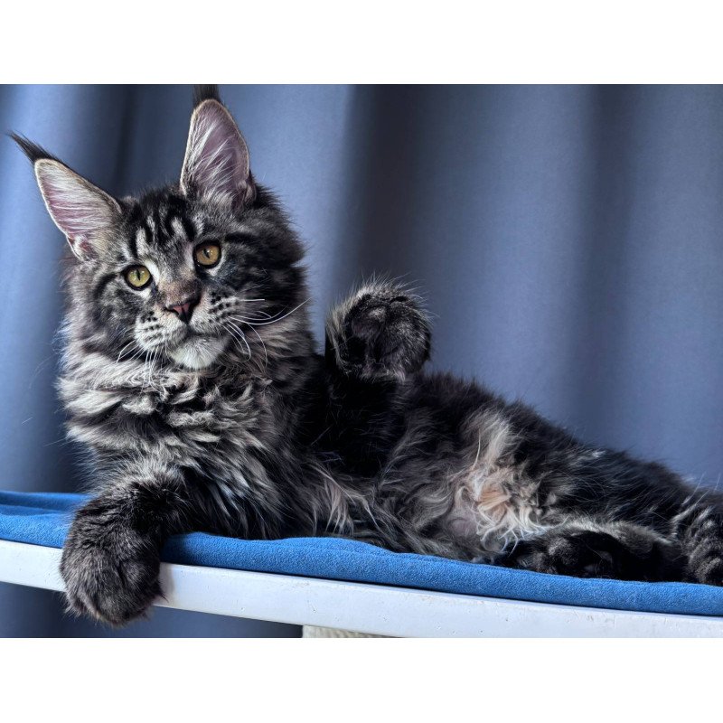 Maine Coon NOV Noelle