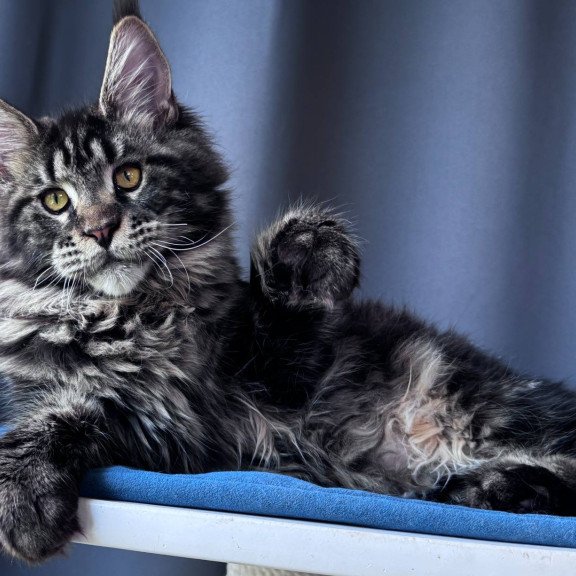 Maine Coon NOV Noelle