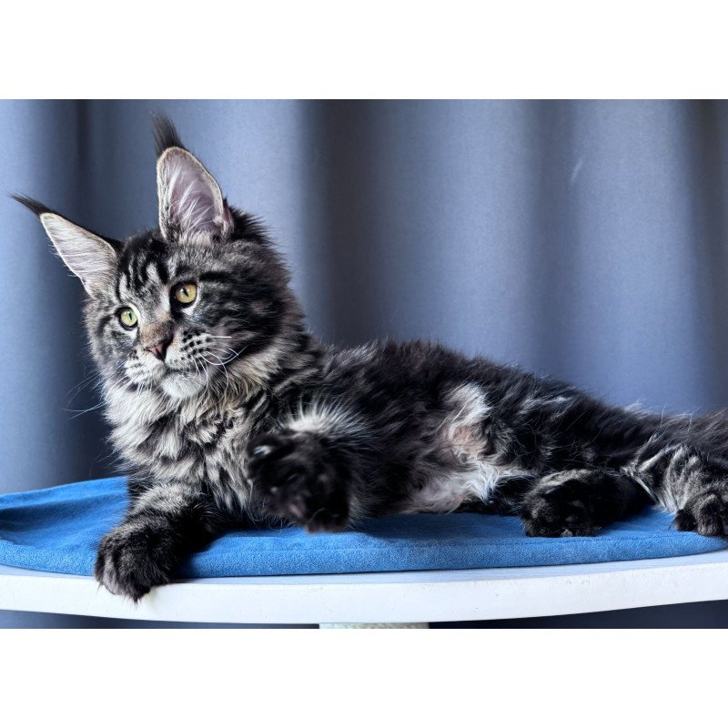Maine Coon NOV Noelle