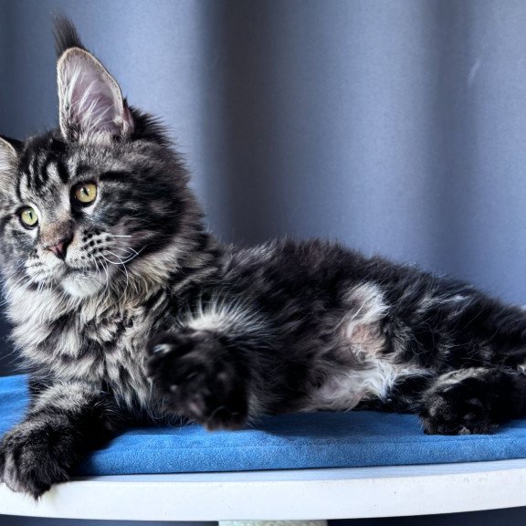 Maine Coon NOV Noelle