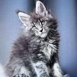 Maine Coon NOV Engine