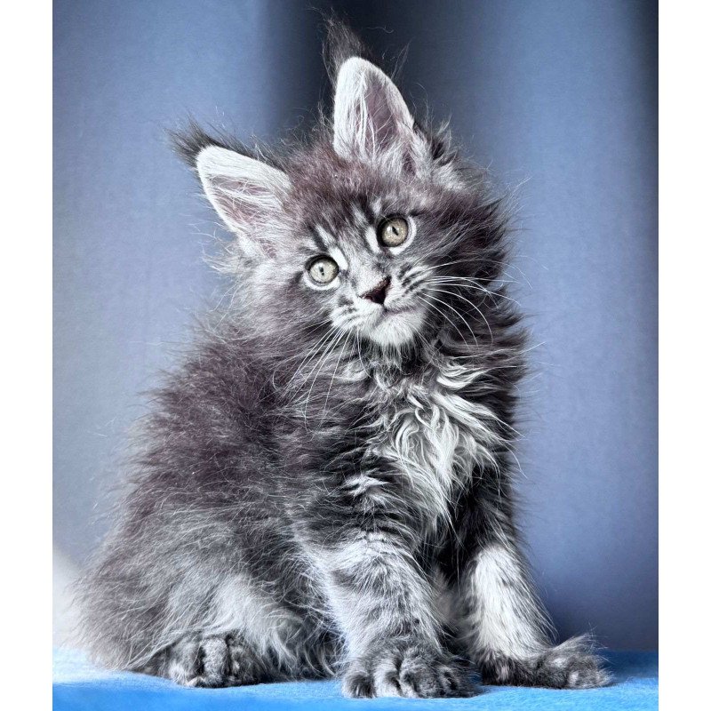 Maine Coon NOV Engine