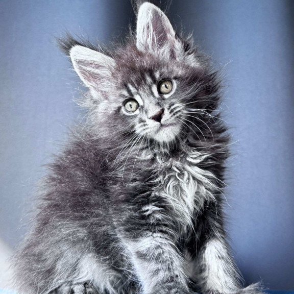 Maine Coon NOV Engine